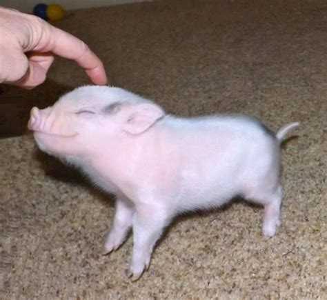 Pin By Sunny Saunders On Mini Pigs Cute Baby Pigs Pet Pigs Baby Pigs