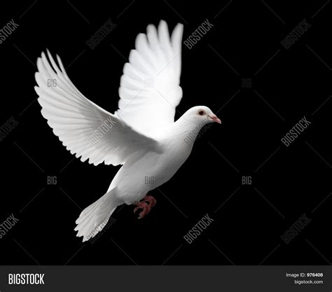 White Dove In Flight 1 Stock Photo And Stock Images Bigstock