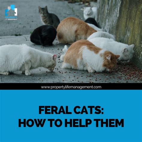 Feral Cats How To Help Them Property Life Management
