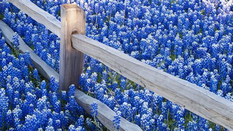 1920x1080 Blue Flowers Field Desktop Pc And Mac Wallpaper Blue Flower