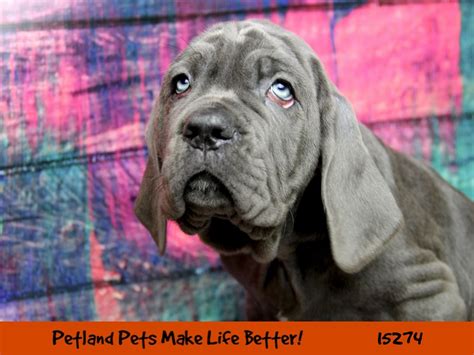 Why choose a buckeye ridge puppy? Neapolitan Mastiff Puppies - Petland Pets & Puppies ...