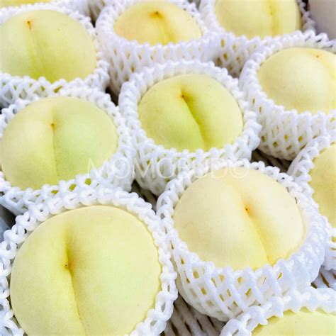 Japanese Okayama Hakuou® White Peach — Momobud