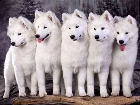 Samoyed Puppies For Sale Colorado Top Dog Information