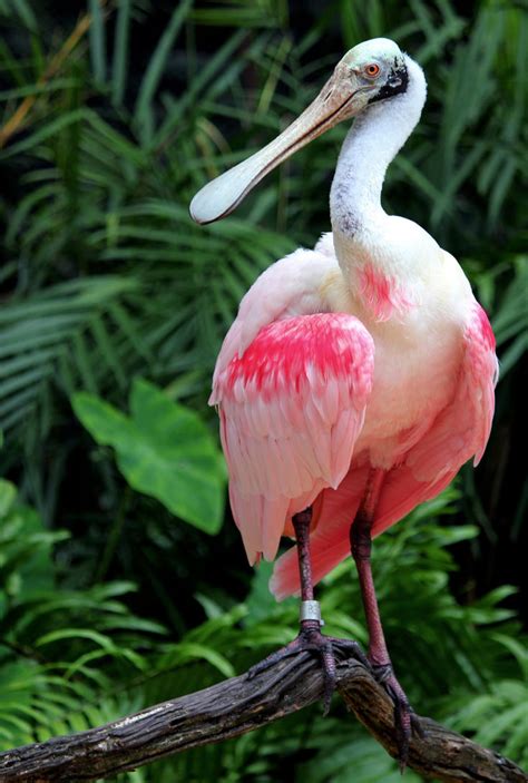 Roseate Spoonbill Standing By Charfade On Deviantart