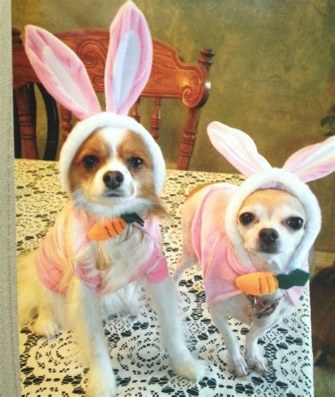 Chihuahua In Easter Bunny Costumes Looking Miserable Baby Animals
