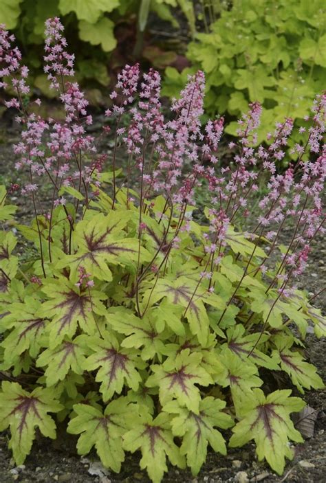 The blooms (which are technically sepals, not flowers) last for a long time in the spring without any help from you. This easy-to-grow perennial is prized for its attractive ...