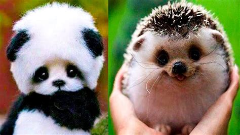 Really Cute Baby Animals