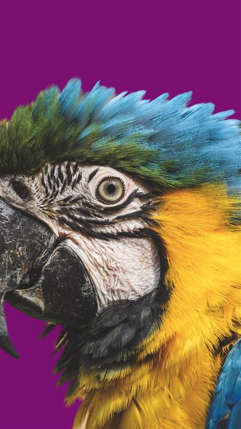 Bird Parrot Muzzle Macaw 1080x1920 Wallpaper Latest Hd Wallpapers