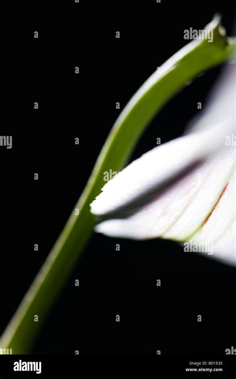 Flower Stem Close Up Stock Photo Alamy