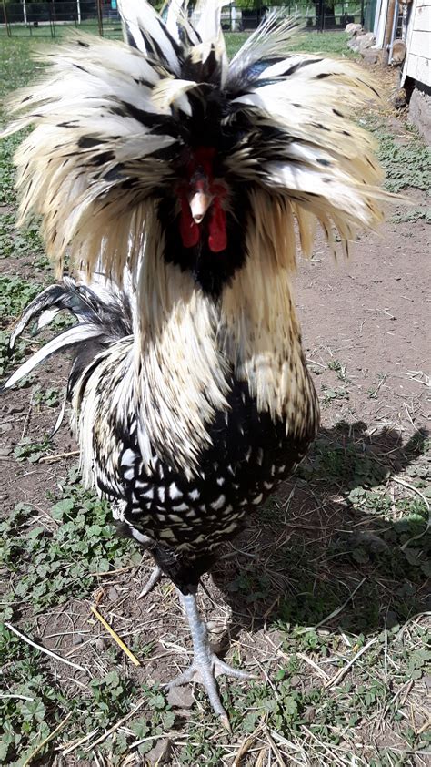 Silver Laced Polish Wild Acres