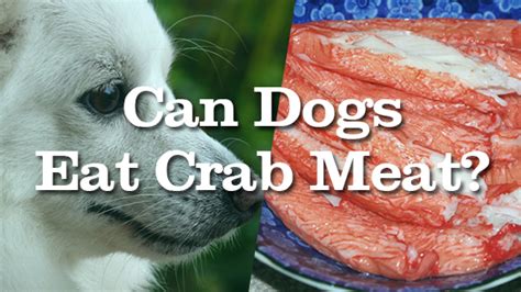 Canned or cooked fish is ok, but not raw or sushi. Can Dogs Eat Crab Meat? | Pet Consider