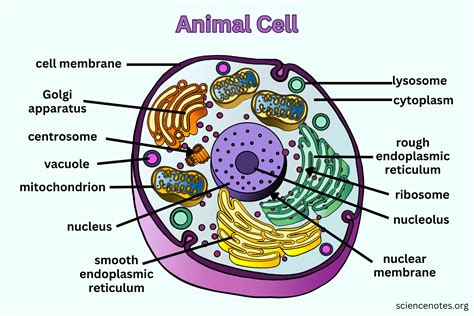 Animal Cell Diagram Organelles And Characteristics Cell Diagram