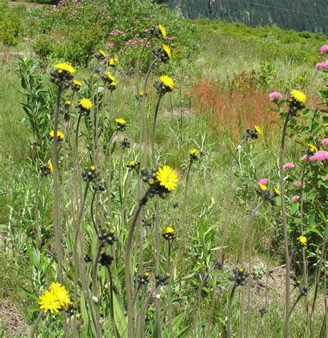 Some are small with little white flowers and others don't bear flowers. Yellow hawkweed identification and control: Hieracium ...