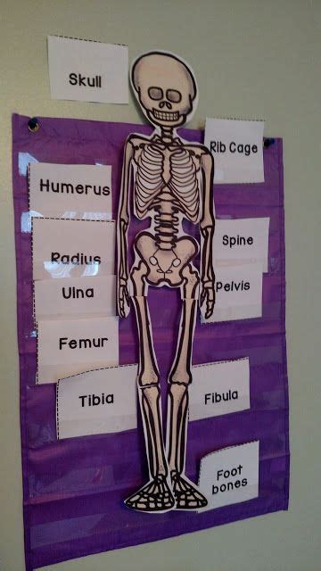 Skeletal System Thrifty In Third Grade Skeletal System Activities
