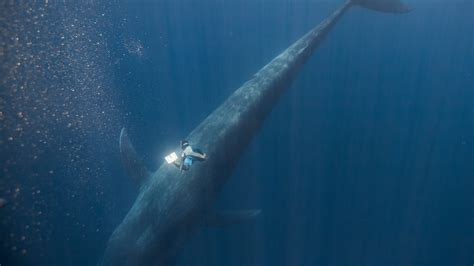 Patrick Dykstra's show 'Chasing Ocean Giants' is on Discovery Plus