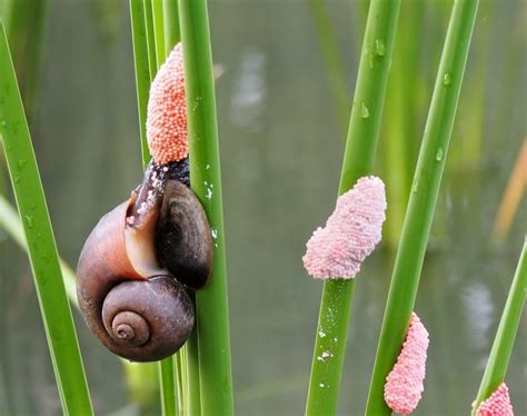How To Hatch Mystery Snail Eggs 5 Simple Steps Hepper
