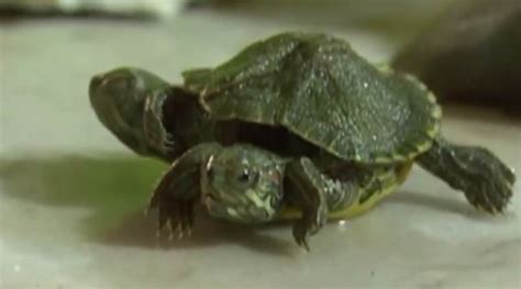 Whoa Turtle With Two Heads And Six Legs Discovered In