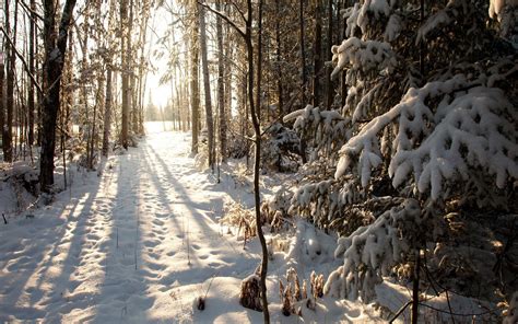 Snow Trees Forest Trail 2560x1600 Wallpaper Cool Places To Visit