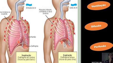 Aula Ead Sinais Vitais Parte Frequ Ncia Respirat Ria Youtube