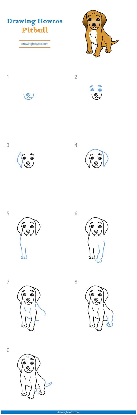 How To Draw A Pitbull Step By Step Easy Drawing Guides Drawing