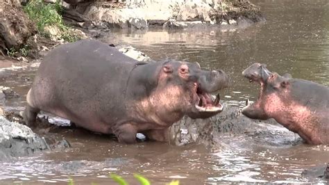 hippos vs crocodile hippo pool serengeti tanzania upload time 25 september 2011 14 06 youtube