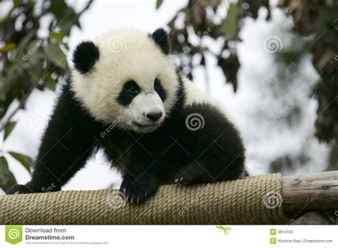 Giant Panda Cub Stock Photo Image Of Bear Animals Bears 3614150