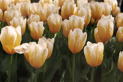 Tulip Bulbs Sweetheart Dutchgrown