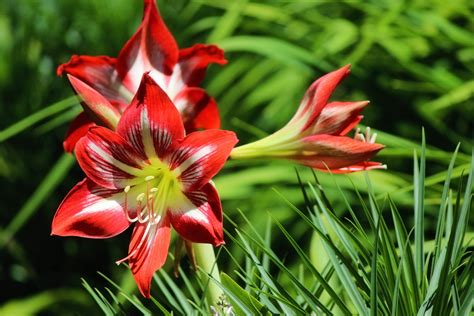 Red And White Lilies Free Stock Photo Public Domain Pictures