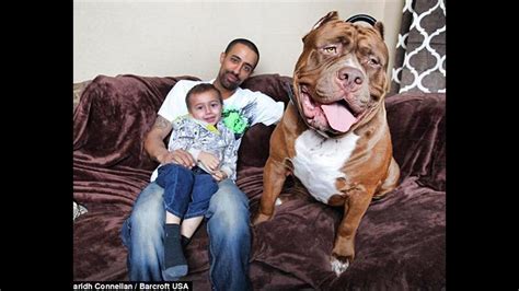 ‘world’s Biggest Pit Bull’ Shattering Misconceptions About The Breed