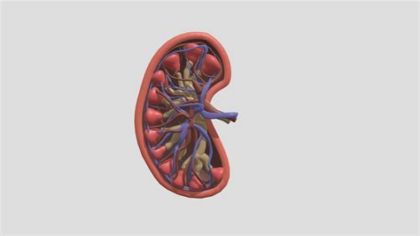 Kidney Download Free 3d Model By Payoman 337f06a Sketchfab