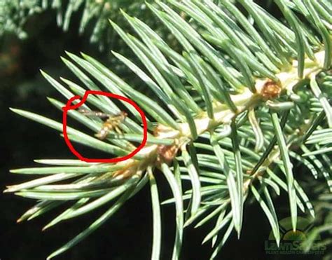 Spruce Trees Losing Needles Sawfly Emergency Lawnsavers Weed Control