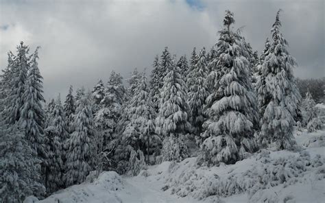 Winter Forest Wallpaper And Background Image 1680x1050