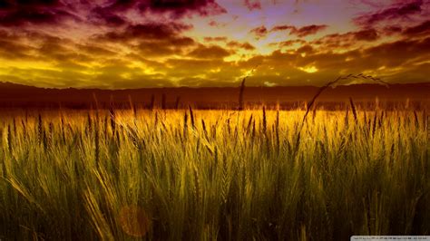 Download Colorful Sunset Over Wheat Field Wallpaper 1920x1080