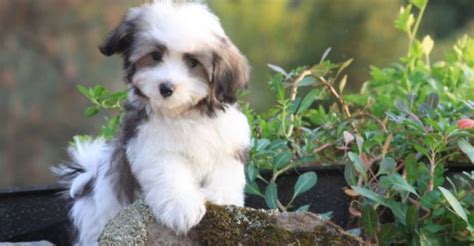 Havanese Dog Breed Information Images Characteristics Health