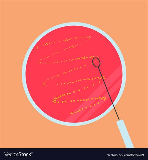 Petri Dish With Agar Bacteria And Inoculation Loop