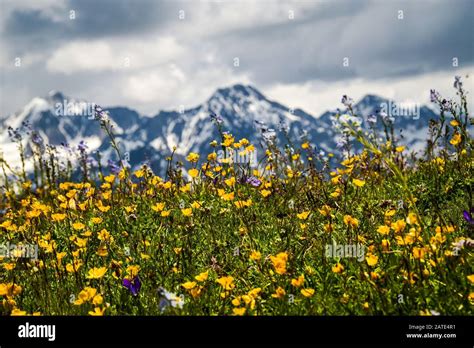 Full Of The Wildflowers High Resolution Stock Photography And Images
