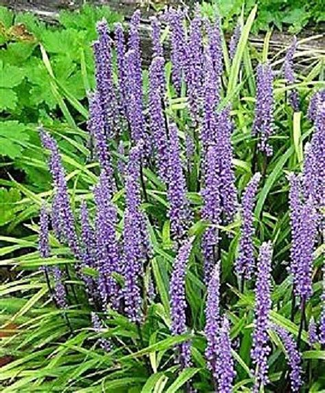 5 Lilyturf Liriope Muscari Aka Big Blue Lily Turf Monkey Etsy Grass