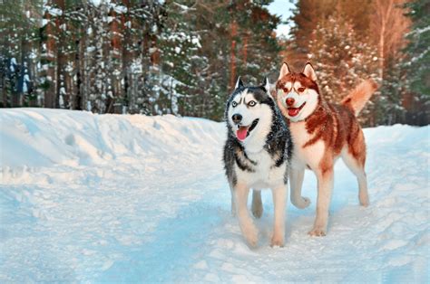 The Red Husky Breed Facts And Complete Guide Animal Corner