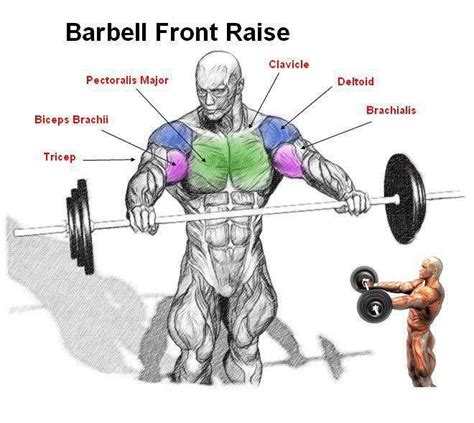 Barbell Front Raises Shoulder Workout Barbell Workout Bodybuilding