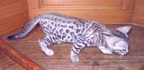 Bengal cat breeder offering exotic bengal cats and kittens for adoption and sale. Established TICA cattery has gorgeous Bengal kittens! for ...