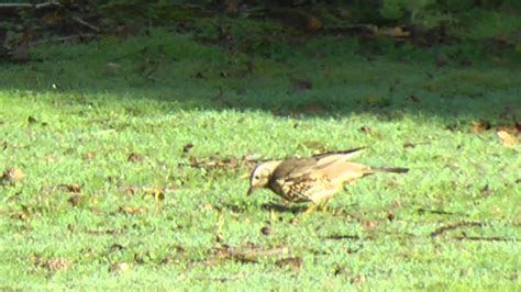 Mistle Thrush At Rspb The Lodge Sandy May 2012 Youtube