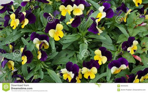 Pansy Purple Yellow Flower Stock Image Image Of Garden 98493295