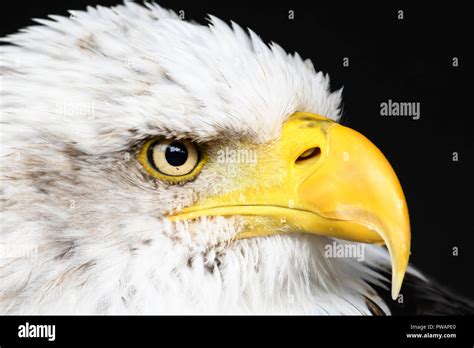 Bald Eagle Portrait Stock Photo Alamy