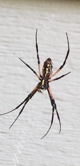 Spiders In Kansas Species And Pictures