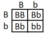 If you want to use punnett square to calculate your child's eyes or hair color, check out. Fundamentals of Genetics: Reproduction & Heredity | Study.com