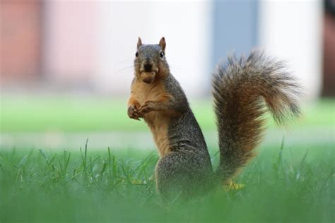 Brown Squirrel On Green Grass During Daytime Photo Free Animal Image