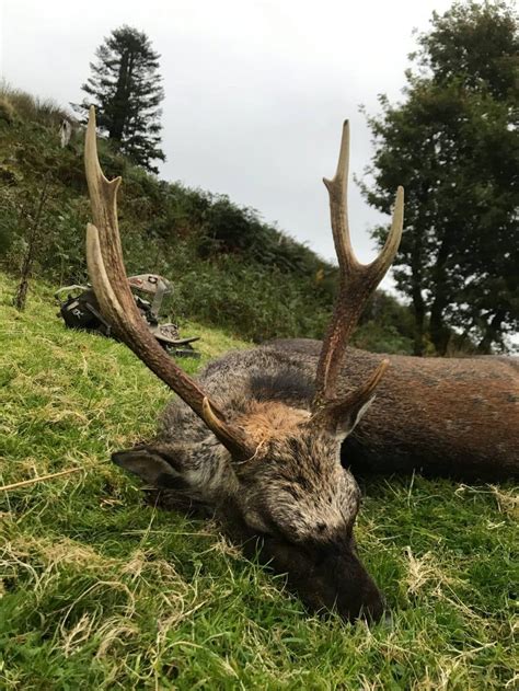 Hunting Outfitters Ireland Sika Stag Hunting Bird Shoots Cork Kerry