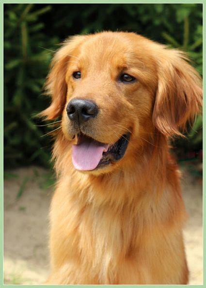 Cute For The Eyes 7 Of The Most Adorable Golden Retrievers
