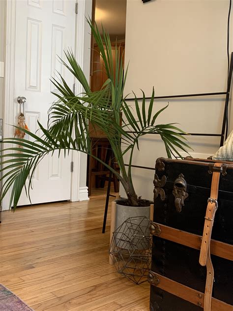 Check spelling or type a new query. Anyone know why my majesty palm is growing to one side ...