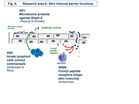 Universitätsklinikum Heidelberg Research Area A Skin Immune Barrier